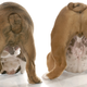 Illustration for article titled Cover Your Pets Unsightly Butthole With These Adorable Accessories